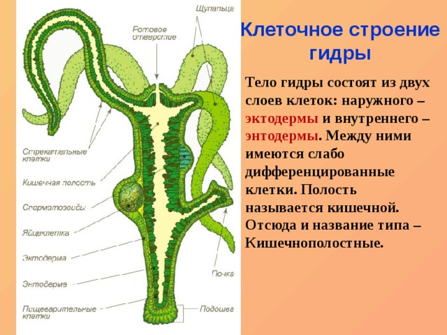 Кракен сайт нарк